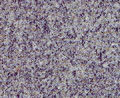 Kuru Grey