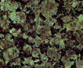 Baltic Green